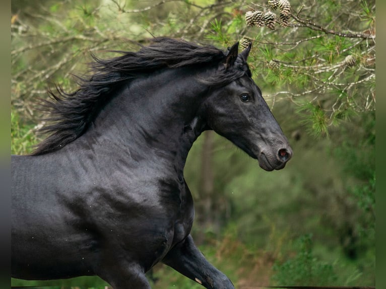 Frisones Semental 2 años 160 cm Negro in Soneja