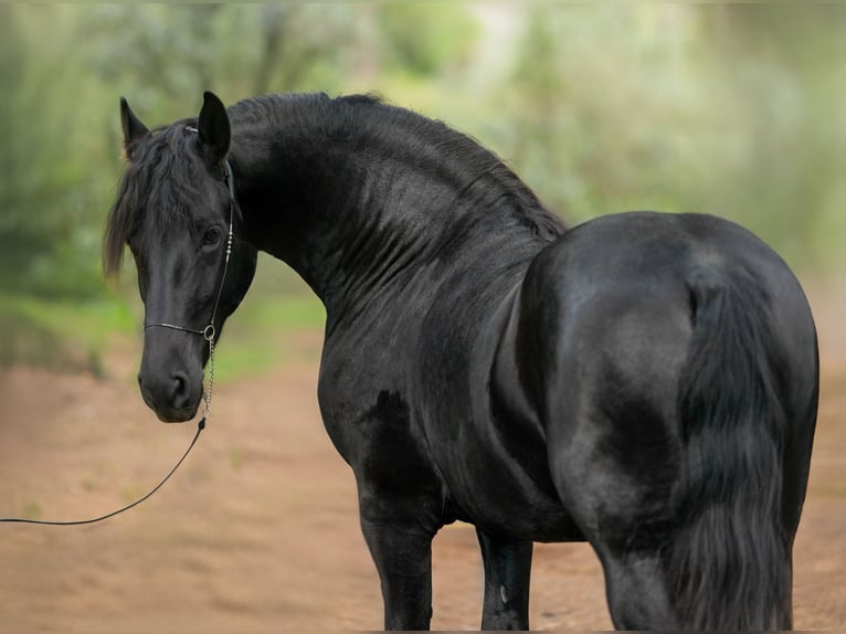 Frisones Semental 2 años 160 cm Negro in Soneja