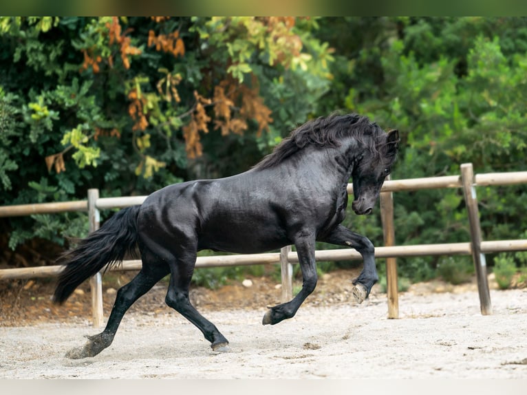 Frisones Semental 2 años 160 cm Negro in Soneja