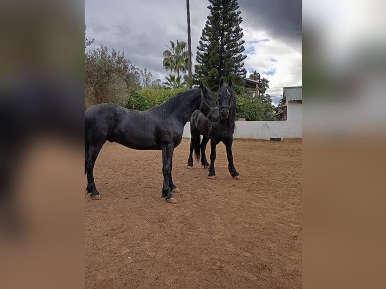 Frisones Semental 2 años 167 cm Negro in Marbella