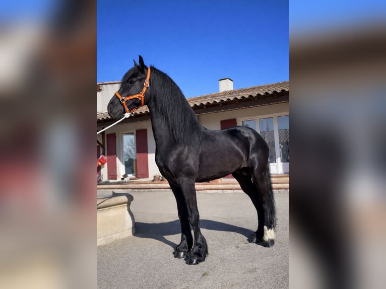 Frisones Semental 3 años 148 cm Negro in Cornillon