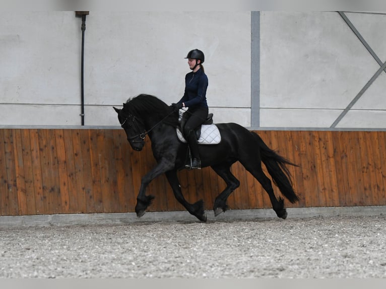 Frisones Semental 3 años 156 cm Negro in Mijnsheerenland