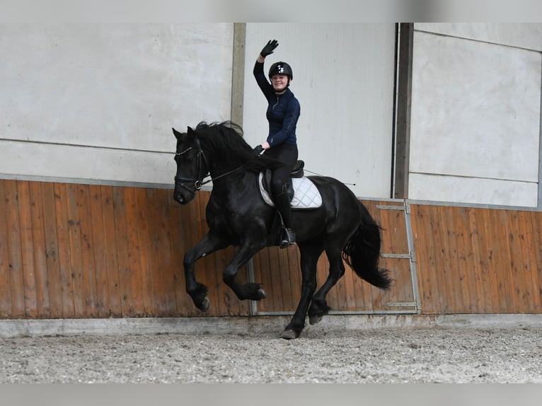 Frisones Semental 3 años 156 cm Negro in Mijnsheerenland