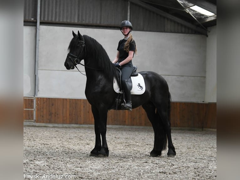 Frisones Semental 3 años 160 cm Negro in Mijnsheerenland