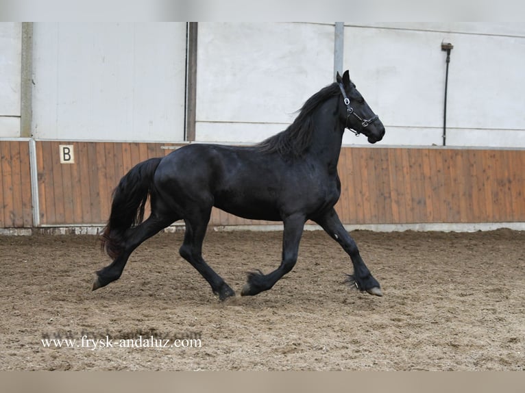 Frisones Semental 3 años 160 cm Negro in Mijnsheerenland
