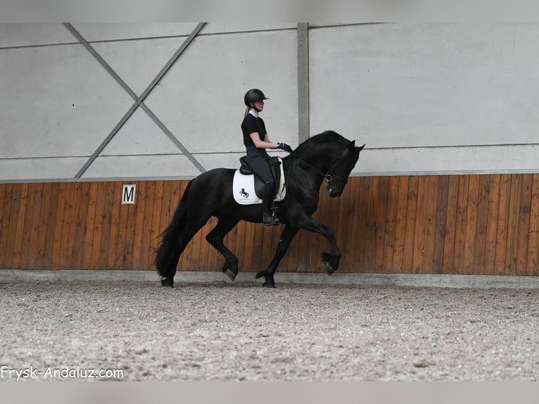 Frisones Semental 3 años 161 cm Negro in Mijnsheerenland