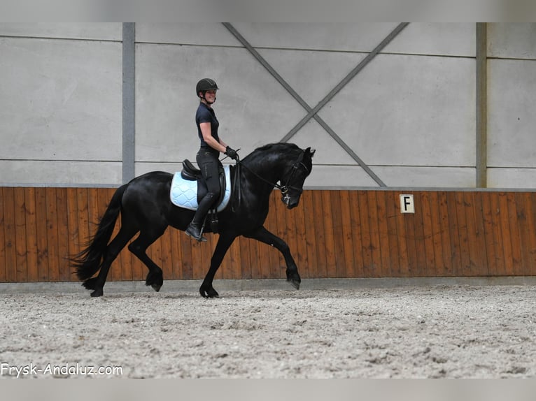 Frisones Semental 3 años 161 cm Negro in Mijnsheerenland