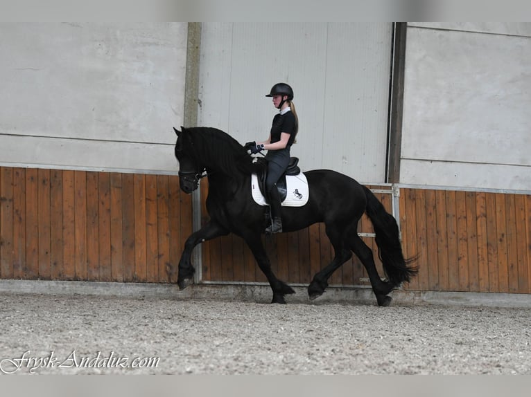 Frisones Semental 3 años 162 cm Negro in Mijnsheerenland