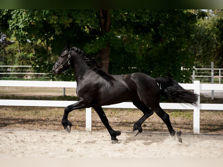 Frisones Semental 3 años 162 cm Negro in Überherrn
