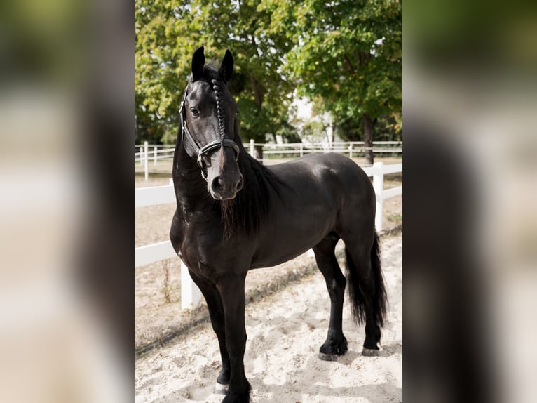 Frisones Semental 3 años 162 cm Negro in Überherrn
