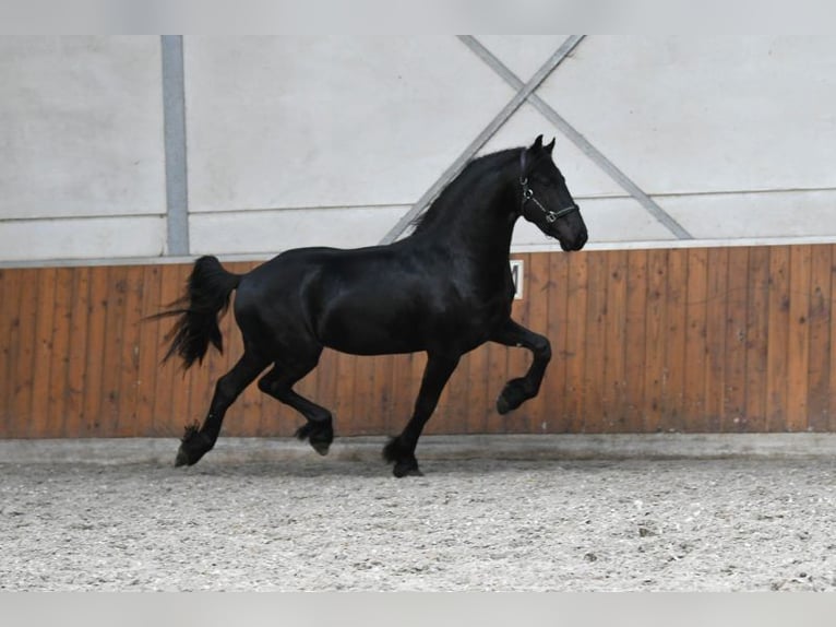 Frisones Semental 3 años 162 cm Negro in Mijnsheerenland