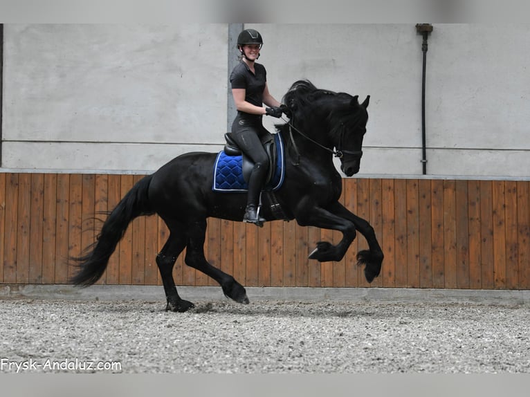 Frisones Semental 3 años 163 cm Negro in Mijnsheerenland