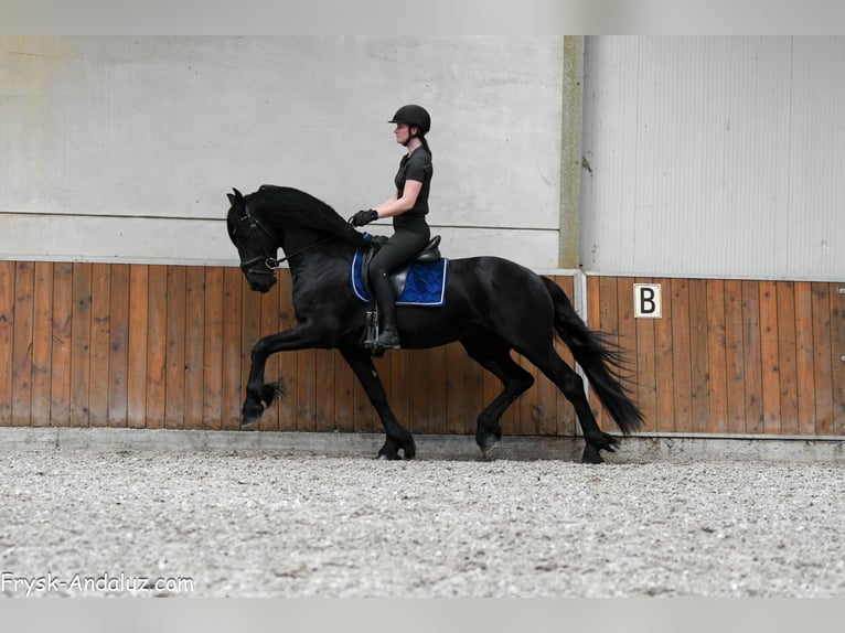 Frisones Semental 3 años 163 cm Negro in Mijnsheerenland