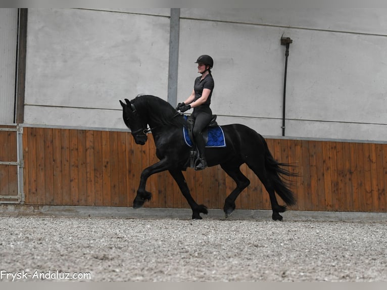 Frisones Semental 3 años 163 cm Negro in Mijnsheerenland