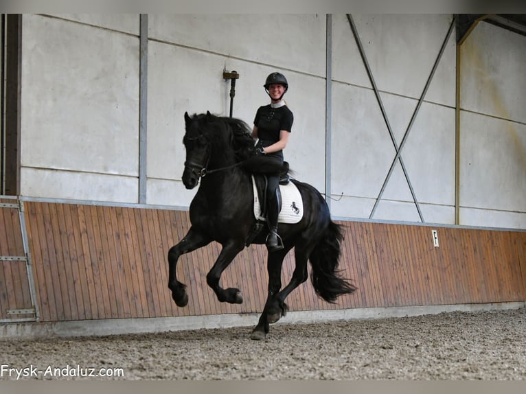 Frisones Semental 3 años 163 cm Negro in Mijnsheerenland