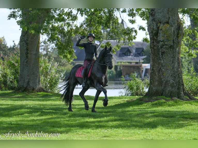 Frisones Semental 3 años 163 cm Negro in Mijnsheerenland