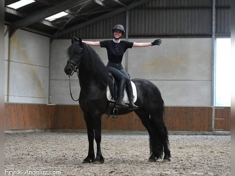 Frisones Semental 3 años 163 cm Negro in Mijnsheerenland