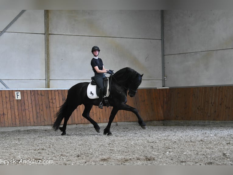 Frisones Semental 3 años 163 cm Negro in Mijnsheerenland