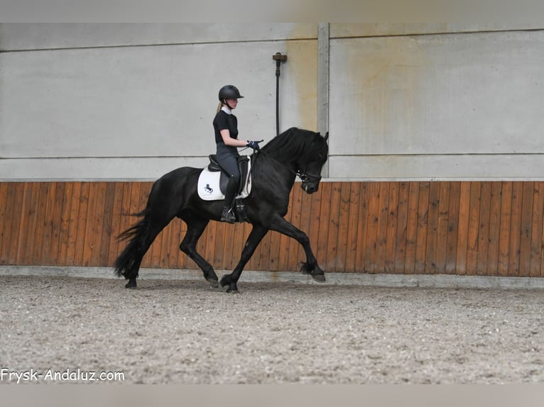 Frisones Semental 3 años 163 cm Negro in Mijnsheerenland
