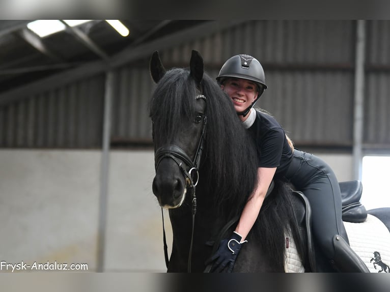 Frisones Semental 3 años 163 cm Negro in Mijnsheerenland
