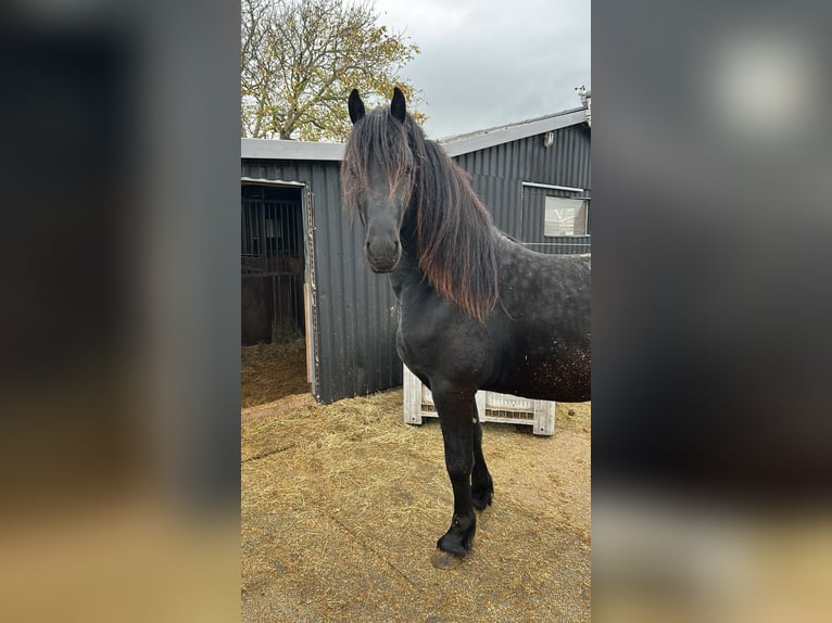Frisones Semental 3 años 163 cm Negro in Grijpskerke