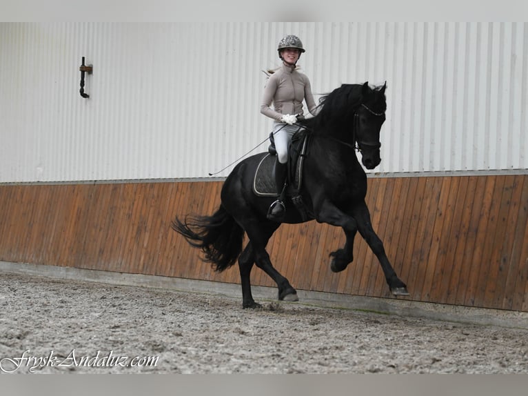 Frisones Semental 3 años 164 cm Negro in Mijnsheerenland