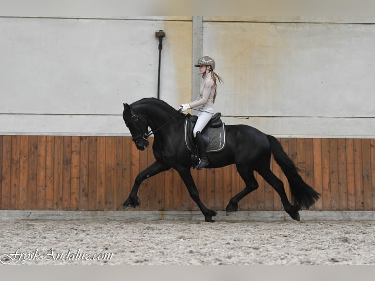 Frisones Semental 3 años 164 cm Negro in Mijnsheerenland