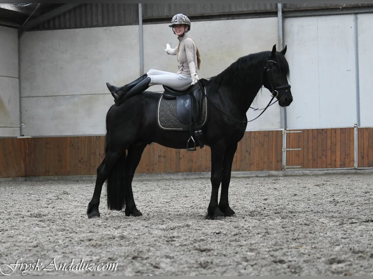 Frisones Semental 3 años 164 cm Negro in Mijnsheerenland