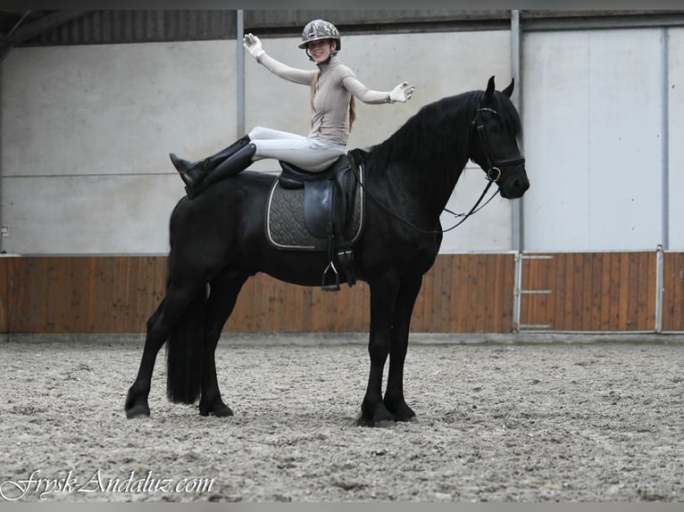 Frisones Semental 3 años 164 cm Negro in Mijnsheerenland