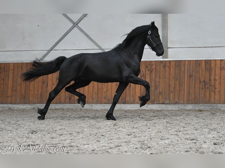 Frisones Semental 3 años 164 cm Negro in Mijnsheerenland