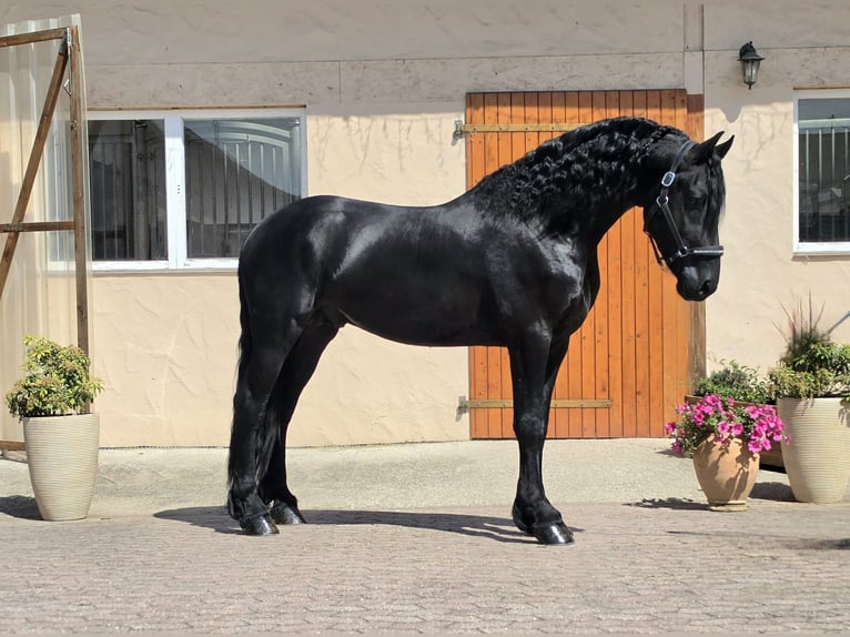 Frisones Semental 3 años 164 cm Negro in Ochtendung