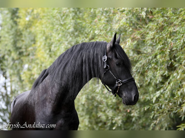 Frisones Semental 3 años 164 cm Negro in Mijnsheerenland