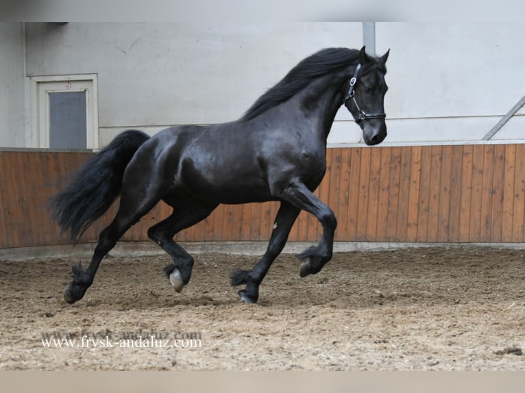 Frisones Semental 3 años 164 cm Negro in Mijnsheerenland