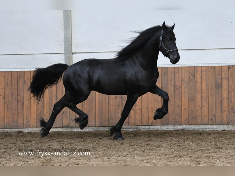 Frisones Semental 3 años 164 cm Negro in Mijnsheerenland