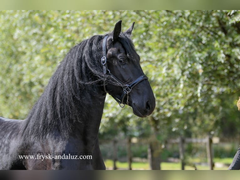 Frisones Semental 3 años 164 cm Negro in Mijnsheerenland