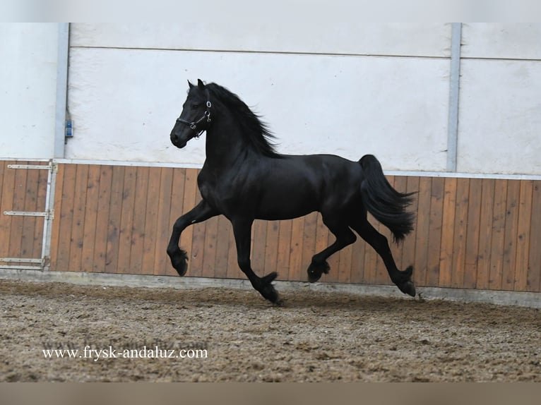 Frisones Semental 3 años 165 cm Negro in Mijnsheerenland