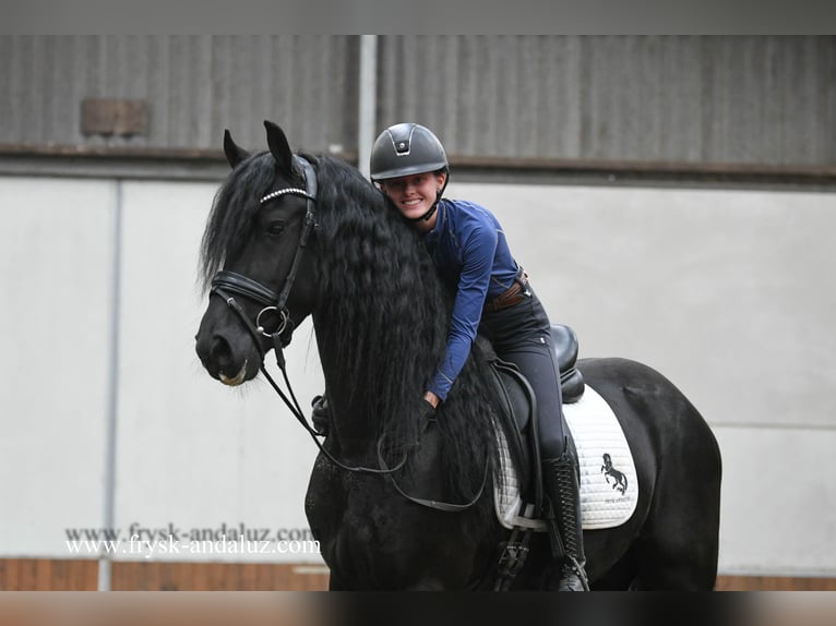 Frisones Semental 3 años 165 cm Negro in Mijnsheerenland