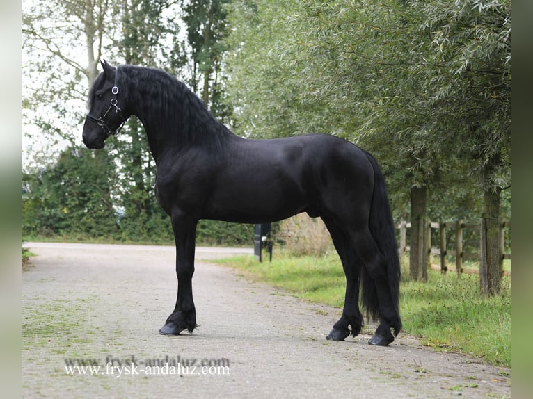 Frisones Semental 3 años 165 cm Negro in Mijnsheerenland