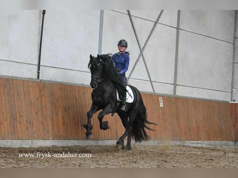 Frisones Semental 3 años 165 cm Negro in Mijnsheerenland