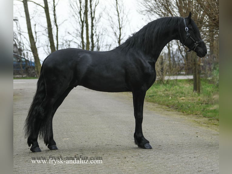 Frisones Semental 3 años 165 cm Negro in Mijnsheerenland