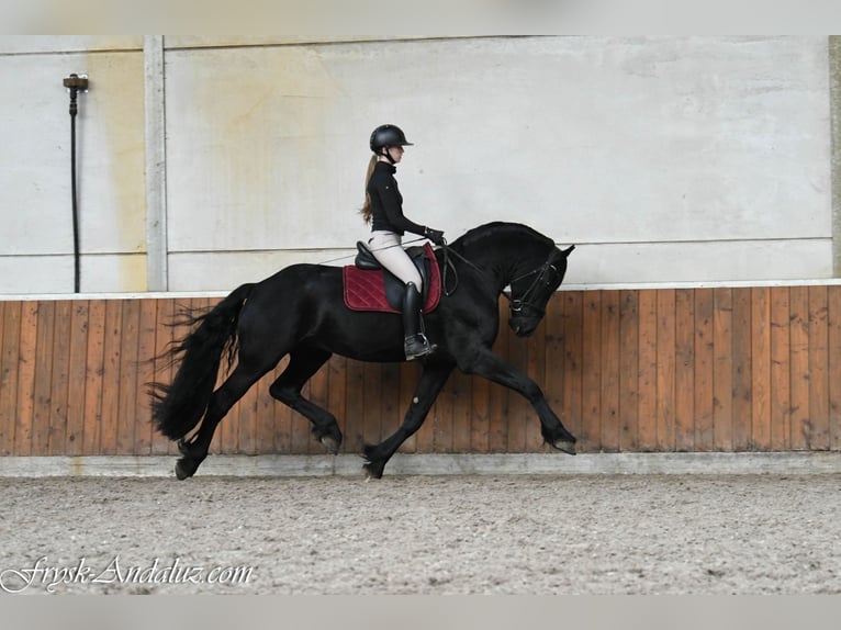 Frisones Semental 3 años 165 cm Negro in Mijnsheerenland