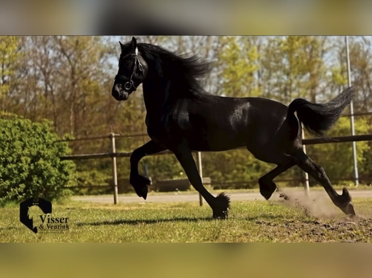 Frisones Semental 3 años 165 cm Negro in Drachten