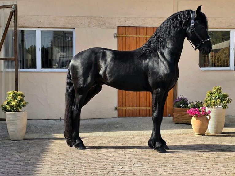 Frisones Semental 3 años 166 cm Negro in Ochtendung