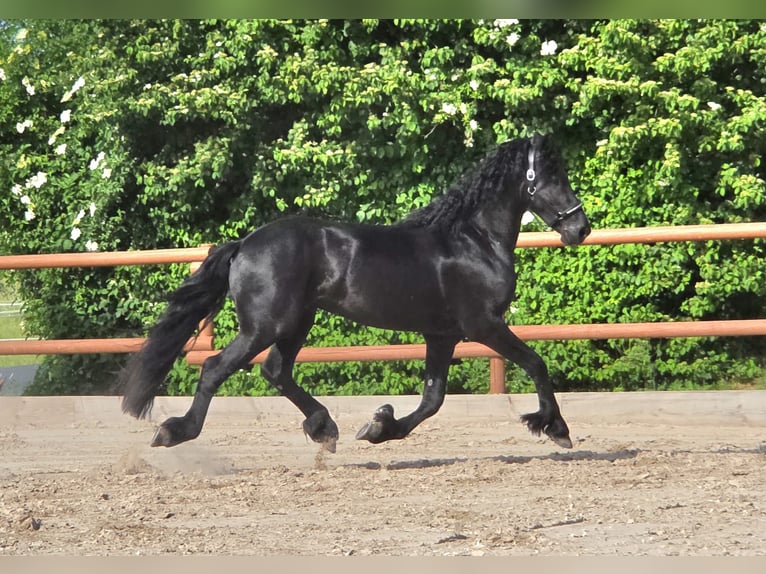 Frisones Semental 3 años 166 cm Negro in Ochtendung