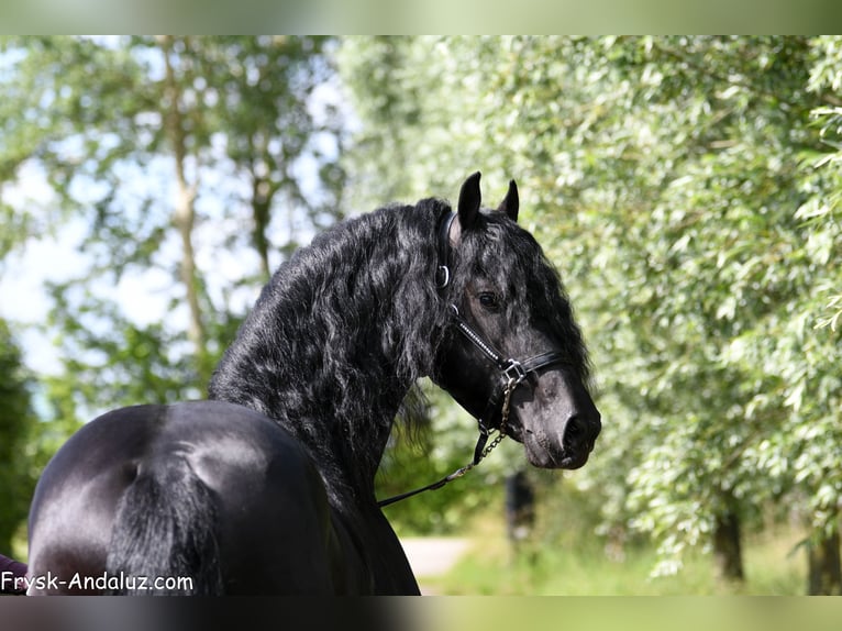 Frisones Semental 3 años 168 cm Negro in Mijnsheerenland