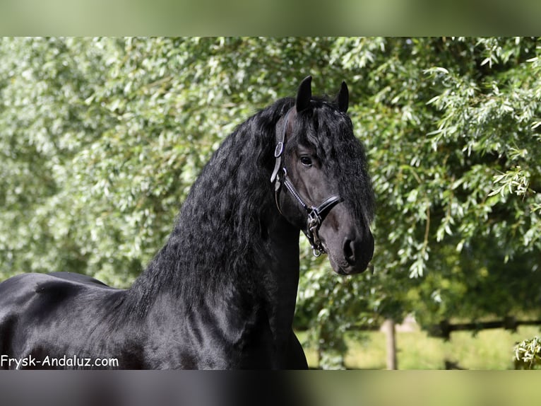 Frisones Semental 3 años 168 cm Negro in Mijnsheerenland