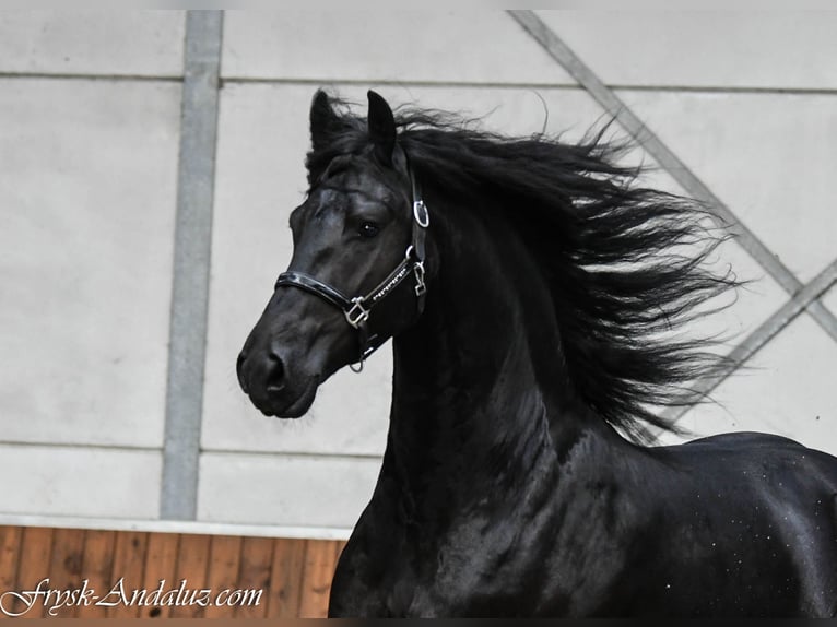 Frisones Semental 3 años 168 cm Negro in Mijnsheerenland