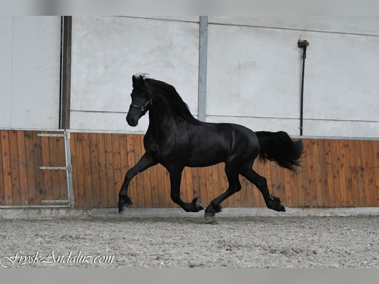 Frisones Semental 3 años 168 cm Negro in Mijnsheerenland