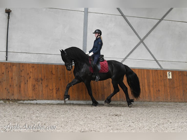 Frisones Semental 3 años 168 cm Negro in Mijnsheerenland