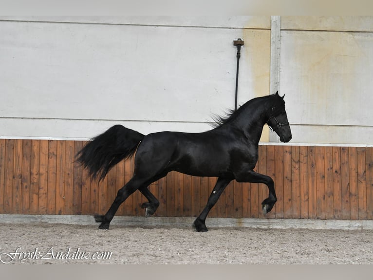 Frisones Semental 3 años 168 cm Negro in Mijnsheerenland
